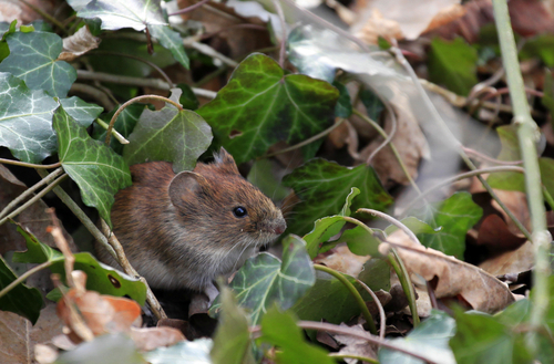 Ovanligt många kommer drabbas av sorkfeber